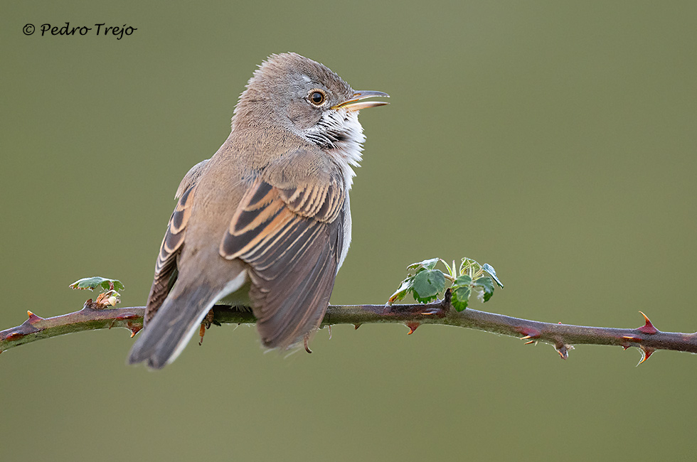 Curruca zarcera (Sylvia communis)